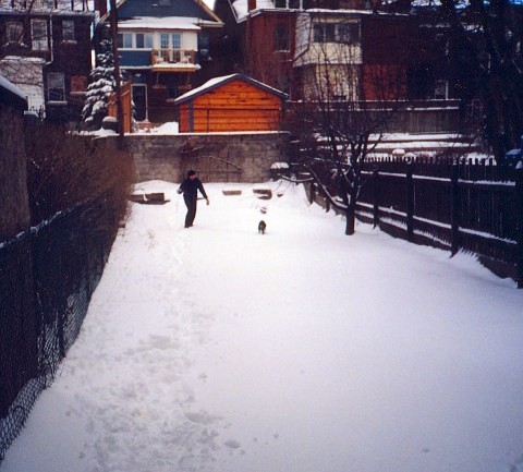 Yard snow.jpg (53683 bytes)